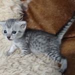Silver-Male-Mau-kitten