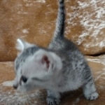 Silver-Mau-kitten-a