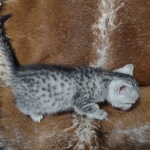 Silver-Mau-kitten-b