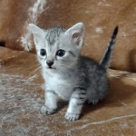 Silver-Mau-kitten