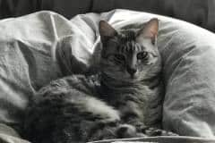Mercedes, Egyptian Mau, silver spotted female, DOB 7-25-17