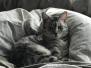 Mercedes, Egyptian Mau, silver spotted female, DOB 7-25-17
