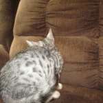 Mercedes, Egyptian Mau, female, Silver Spotted, DOB 7-25-17