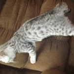 Mercedes, Egyptian Mau, female, Silver Spotted, DOB 7-25-17