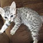 Mercedes, Egyptian Mau, female, Silver Spotted, DOB 7-25-17