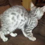 Mercedes, Egyptian Mau, female, Silver Spotted, DOB 7-25-17