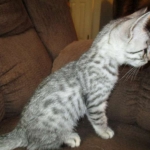 Mercedes, Egyptian Mau, female, Silver Spotted, DOB 7-25-17