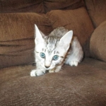 Mercedes, Egyptian Mau, female, Silver Spotted, DOB 7-25-17