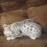 Mercedes, Egyptian Mau, female, Silver Spotted, DOB 7-25-17