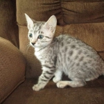 Mercedes, Egyptian Mau, female, Silver Spotted, DOB 7-25-17