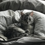 Mercedes, Egyptian Mau, female, Silver Spotted, DOB 7-25-17