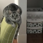 Mercedes, Egyptian Mau, female, Silver Spotted, DOB 7-25-17