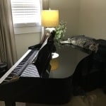 Mercedes, Egyptian Mau, female, Silver Spotted, DOB 7-25-17