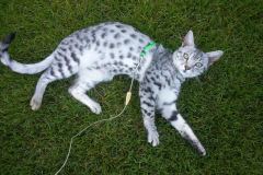 Mieze Egyptian Mau silver male DOB 11/11/15