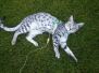 Mieze Egyptian Mau silver male DOB 11/11/15