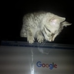 Mieze Silver, Egyptian Mau, Male DOB 11-11-15