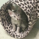 Mieze Silver, Egyptian Mau, Male DOB 11-11-15