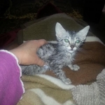 Mieze Silver, Egyptian Mau, Male DOB 11-11-15