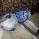 Mieze Silver, Egyptian Mau, Male DOB 11-11-15