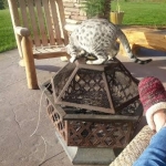 Mieze Silver, Egyptian Mau, Male DOB 11-11-15