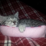 Mieze Silver, Egyptian Mau, Male DOB 11-11-15