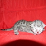 Mieze Silver, Egyptian Mau, Male DOB 11-11-15