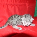 Mieze Silver, Egyptian Mau, Male DOB 11-11-15