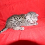 Mieze Silver, Egyptian Mau, Male DOB 11-11-15