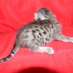 Mieze Silver, Egyptian Mau, Male DOB 11-11-15