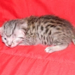 Mieze Silver, Egyptian Mau, Male DOB 11-11-15