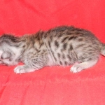 Mieze Silver, Egyptian Mau, Male DOB 11-11-15