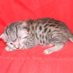 Mieze Silver, Egyptian Mau, Male DOB 11-11-15