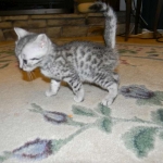 Mieze Silver, Egyptian Mau, Male DOB 11-11-15
