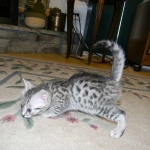 Mieze Silver, Egyptian Mau, Male DOB 11-11-15