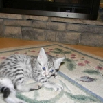 Mieze Silver, Egyptian Mau, Male DOB 11-11-15