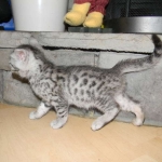 Mieze Silver, Egyptian Mau, Male DOB 11-11-15
