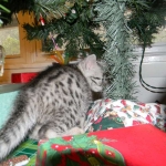 Mieze Silver, Egyptian Mau, Male DOB 11-11-15