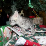 Mieze Silver, Egyptian Mau, Male DOB 11-11-15