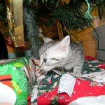 Mieze Silver, Egyptian Mau, Male DOB 11-11-15