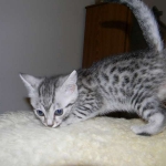 Mieze Silver, Egyptian Mau, Male DOB 11-11-15