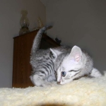 Mieze Silver, Egyptian Mau, Male DOB 11-11-15