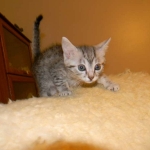 Mieze Silver, Egyptian Mau, Male DOB 11-11-15