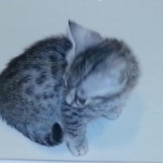 Mieze Silver, Egyptian Mau, Male DOB 11-11-15