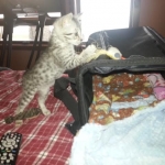 Mieze Silver, Egyptian Mau, Male DOB 11-11-15