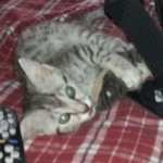 Mieze Silver, Egyptian Mau, Male DOB 11-11-15