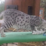 Mieze Silver, Egyptian Mau, Male DOB 11-11-15