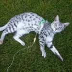 Mieze Silver, Egyptian Mau, Male DOB 11-11-15