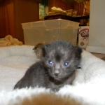 Savannah F-2B dark smoke female DOB 9-8-14 002-800