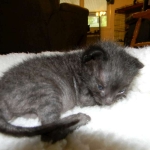 Savannah F-2B dark smoke female DOB 9-8-14 005-800