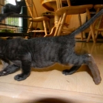 Savannah F-2B dark smoke female DOB 9-8-14 008-800